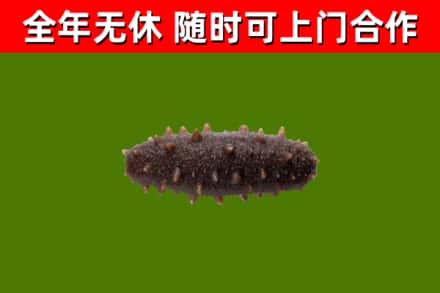乌恰烟酒回收干海参.jpg